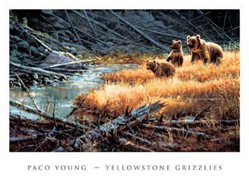 Art Print Yellowstone Grizzlies
