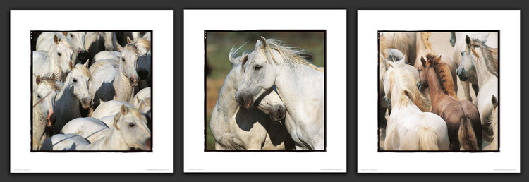 Art Print Chevaux de Camargue