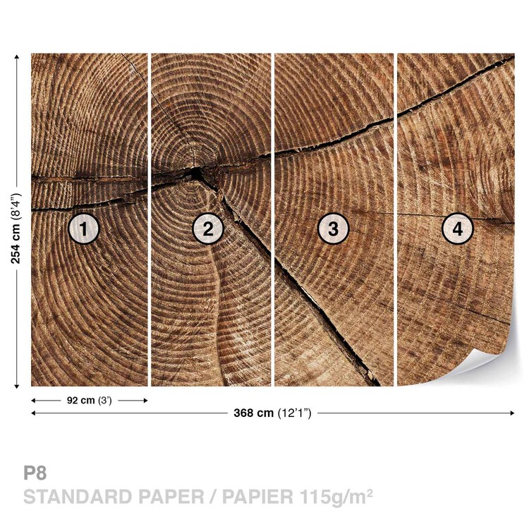 Tree Stump Rings Wall Mural | Buy online at Europosters