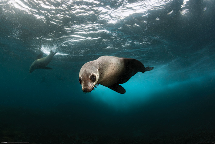 Poster Australian Fur Seal