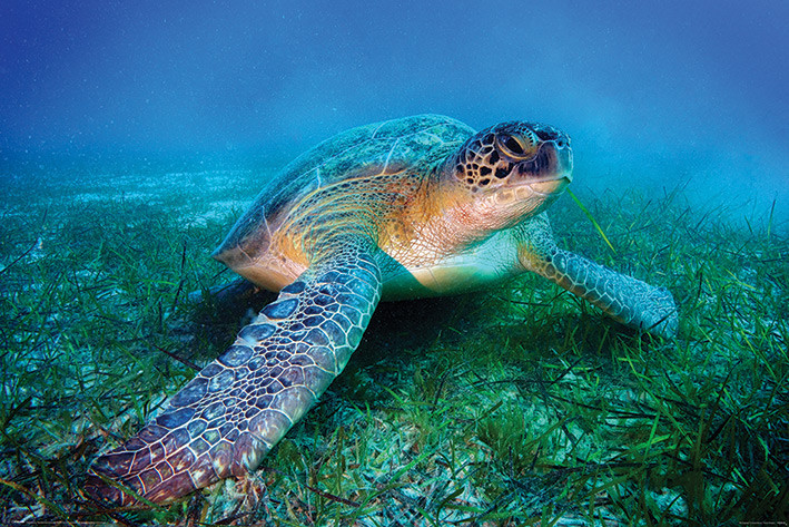 Poster Loggerhead Sea Turtle | Wall Art | 3+1 FREE | Europosters