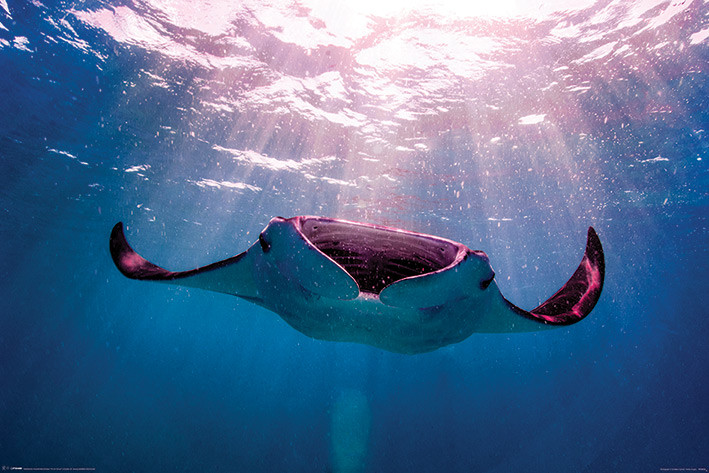 Poster Manta Ray