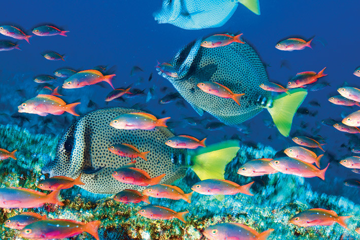 Poster Yellow – Tailed Surgeonfish