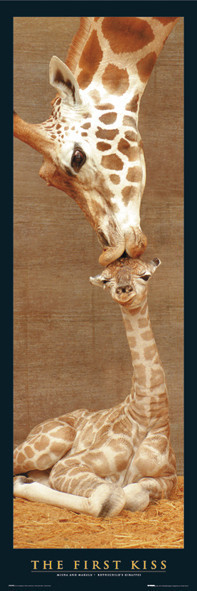 Плакат The first kiss - giraffes