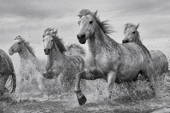 Плакат Hästar - Camargue Horses