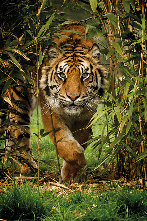 Плакат Tiger - Bamboo