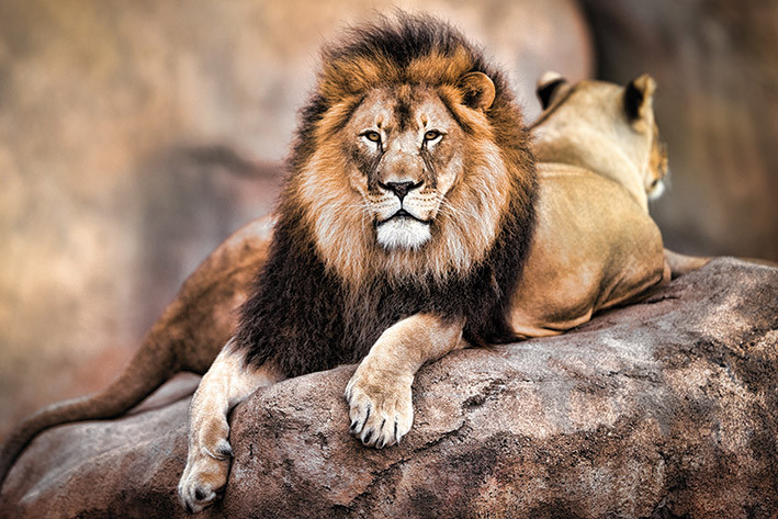 Плакат Lejon - King of the Pride
