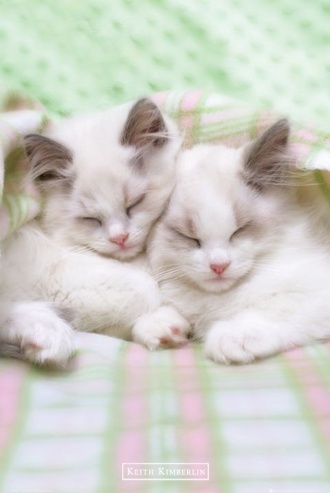 Плакат Keith Kimberlin – sleepy cats