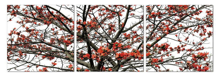 Τοποθετημένη εκτύπωση έργου τέχνης The crown of the tree in autumn