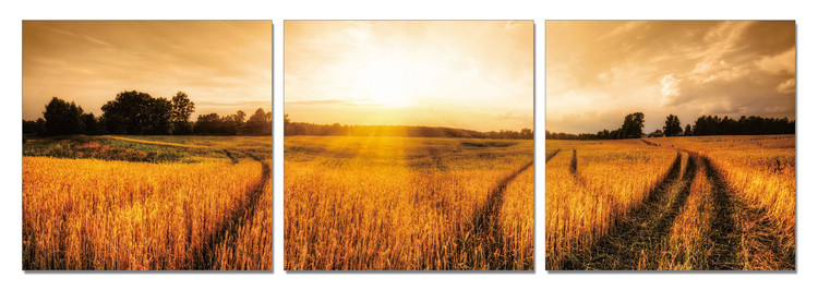 Sunshine above the field Slika