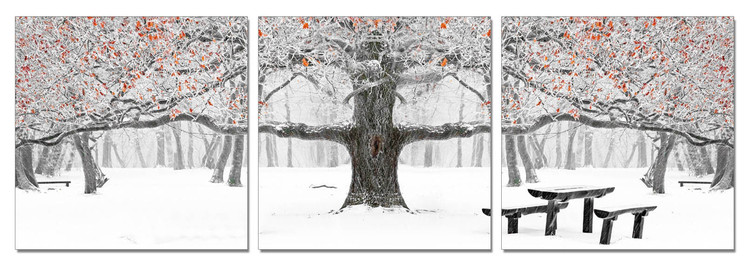 Winter Park Taulusarja