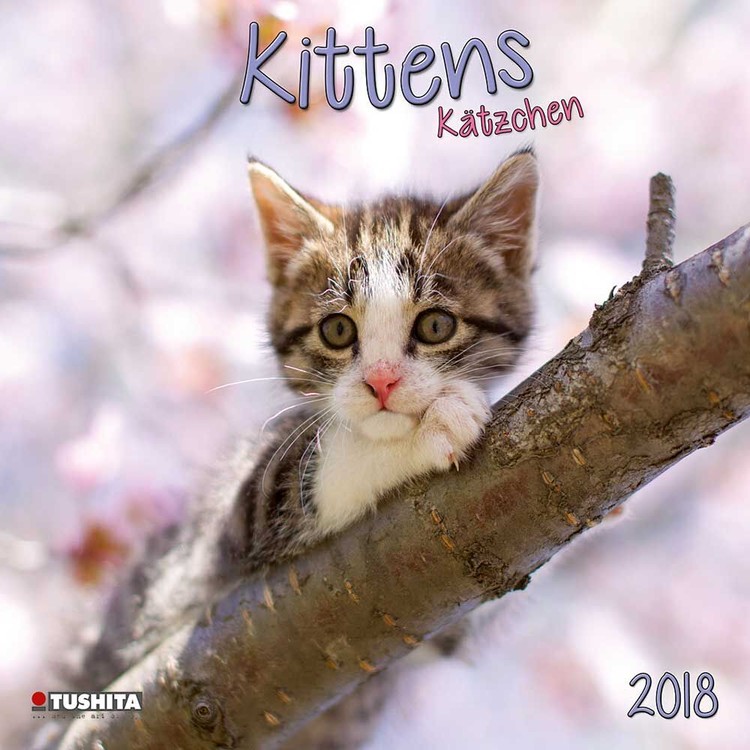 Calendar 2027 Kittens