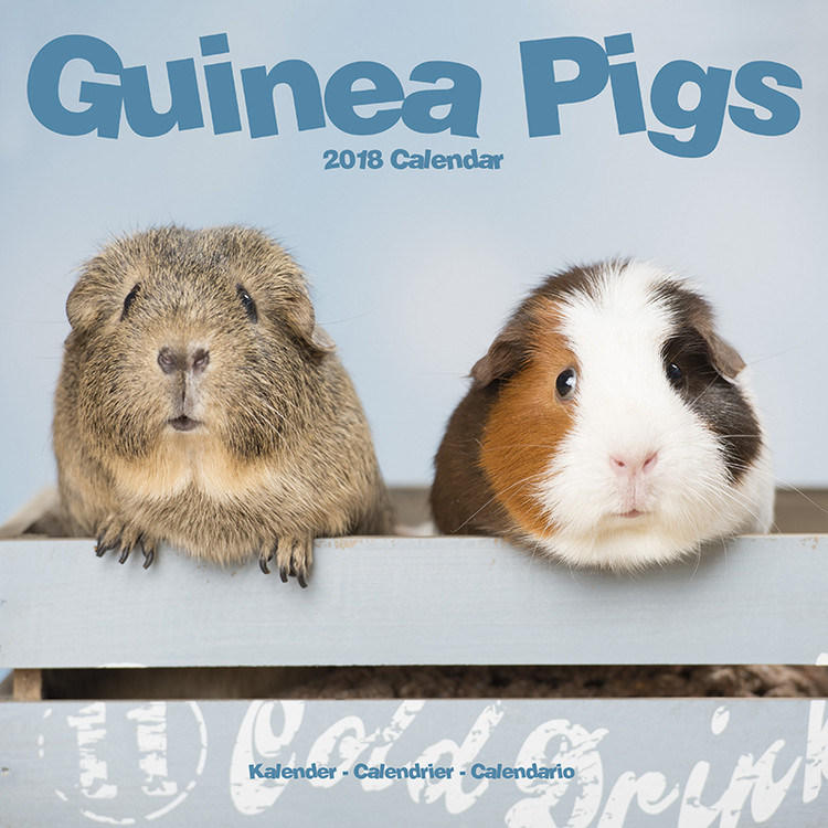 Календар 2027 Guinea Pigs
