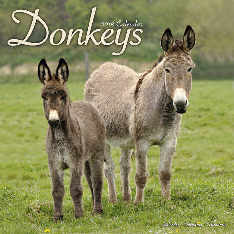 Kalendar 2027 Donkeys