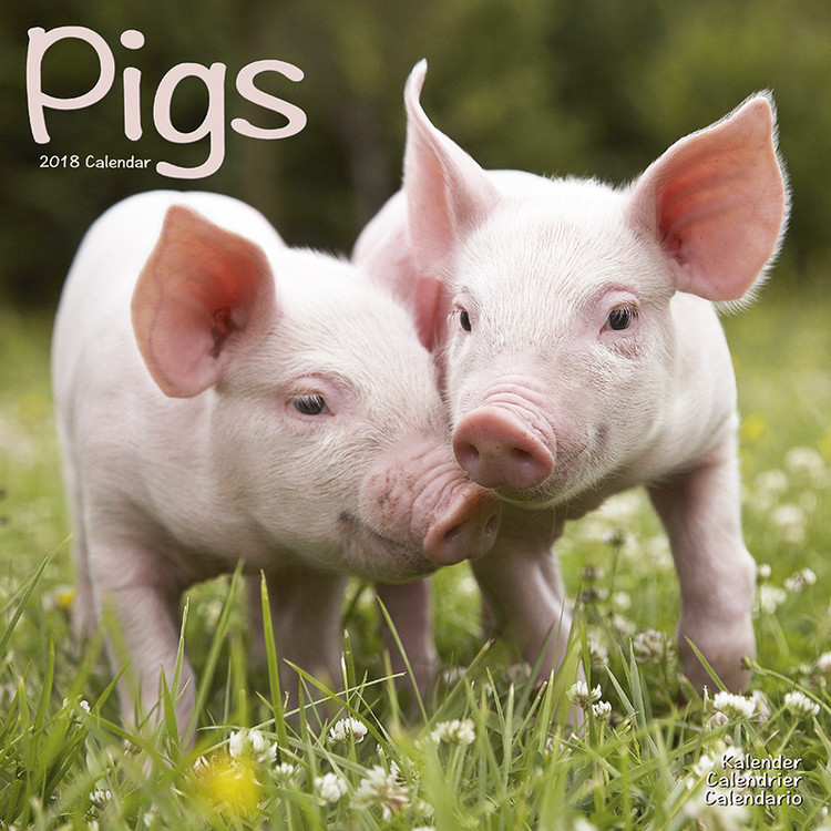 Ημερολόγιο 2027 Pigs