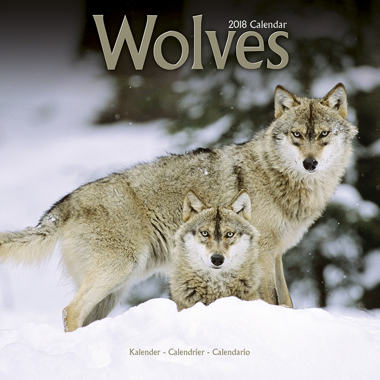 Koledar 2027 Wolves