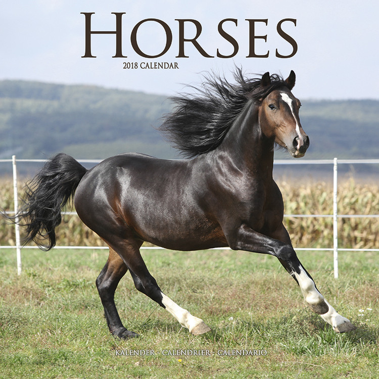 Koledar 2027 Horses