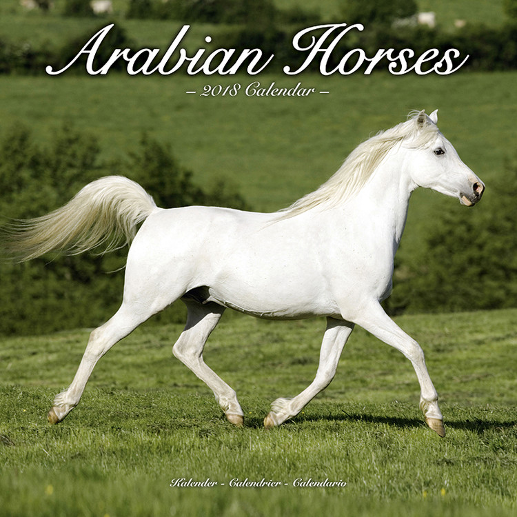 Calendar 2027 Arabian Horses