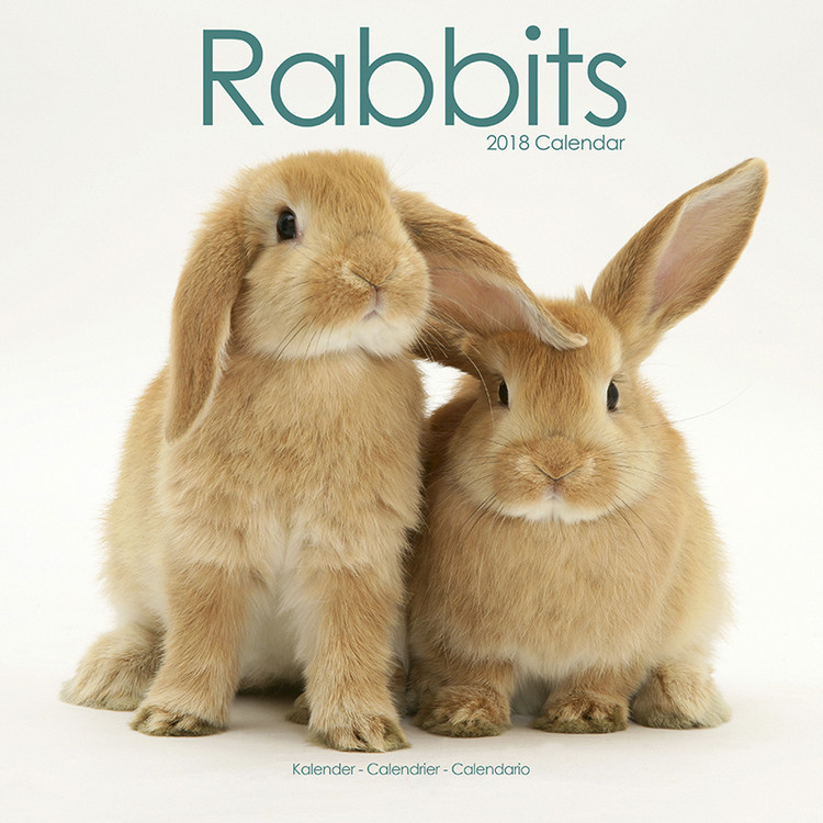 Ημερολόγιο 2027 Rabbits