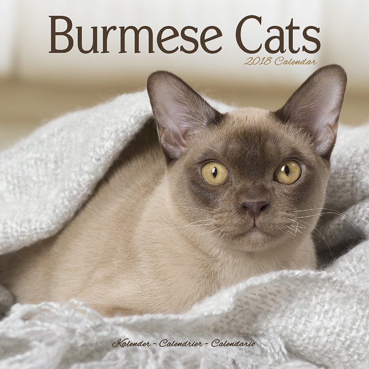 Календар 2027 Cats - Burmese