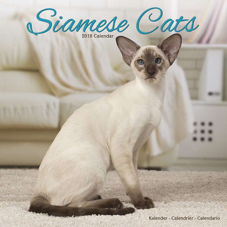 Календар 2027 Cats - Siamese
