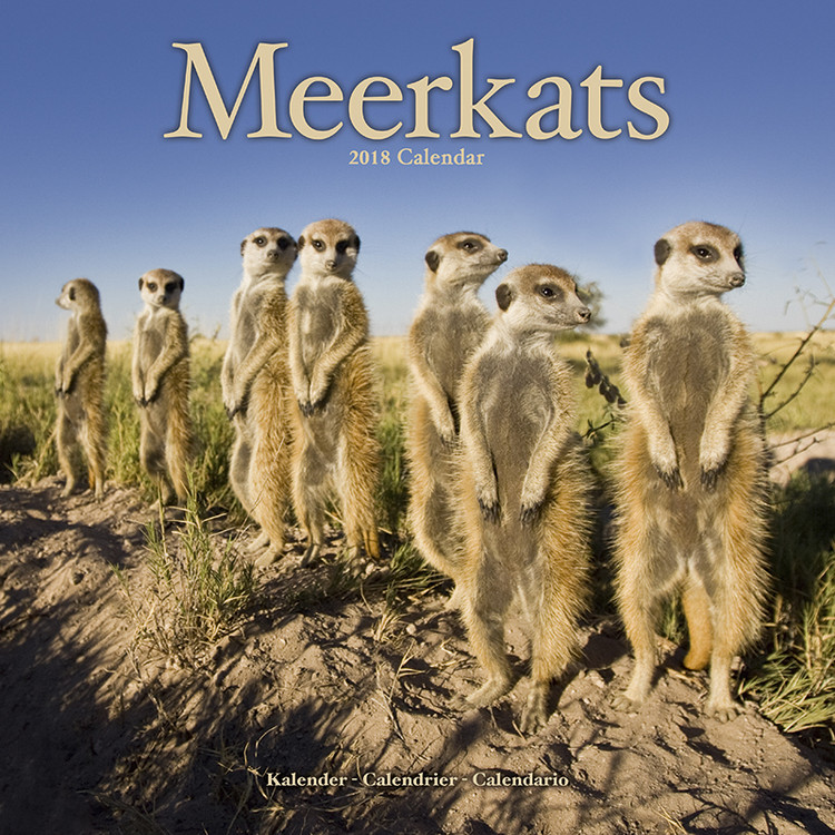 Koledar 2027 Meerkats