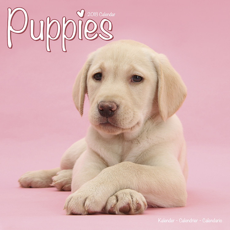 Ημερολόγιο 2027 Puppies