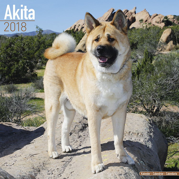Ημερολόγιο 2027 Akita