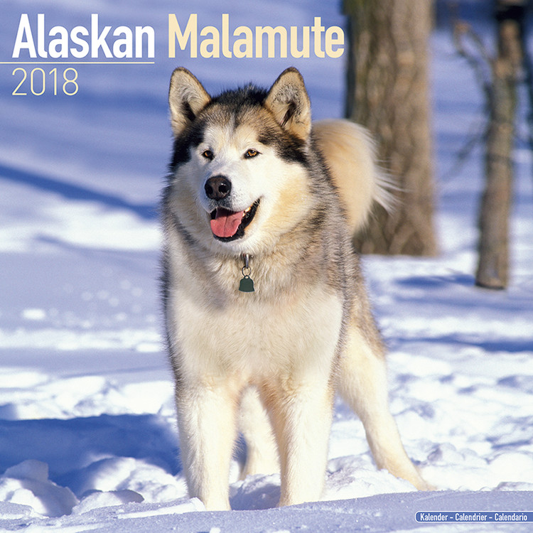 Kalenteri 2027 Alaskan Malamute