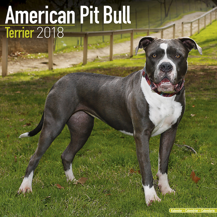 Calendar 2027 American Pit Bull Terrier