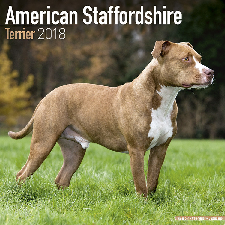 Ημερολόγιο 2027 Amer. Staff Terrier