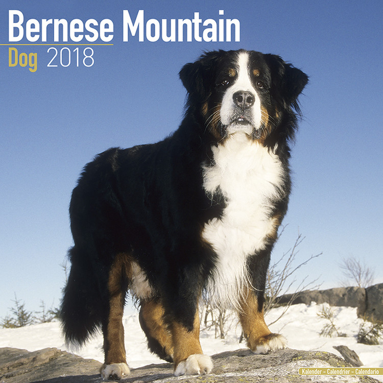 Kalenteri 2027 Bernese Mountain Dog