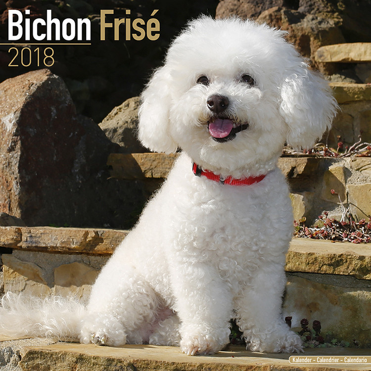 Calendar 2027 Bichon Frise