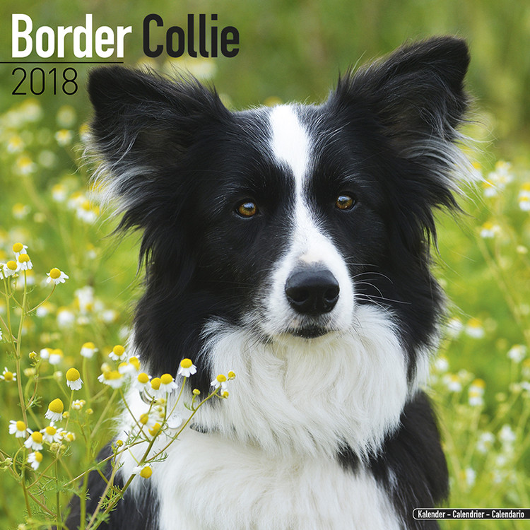 Kalendar 2027 Border Collie