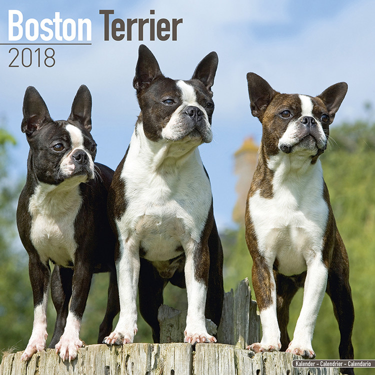 Kalenteri 2027 Boston Terrier