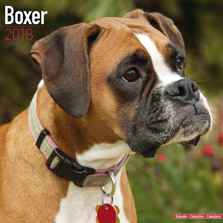 Kalendar 2027 Boxer