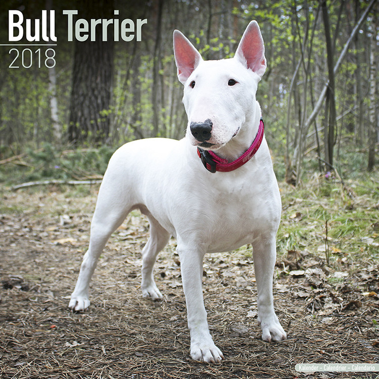 Calendar 2018 Bull Terrier