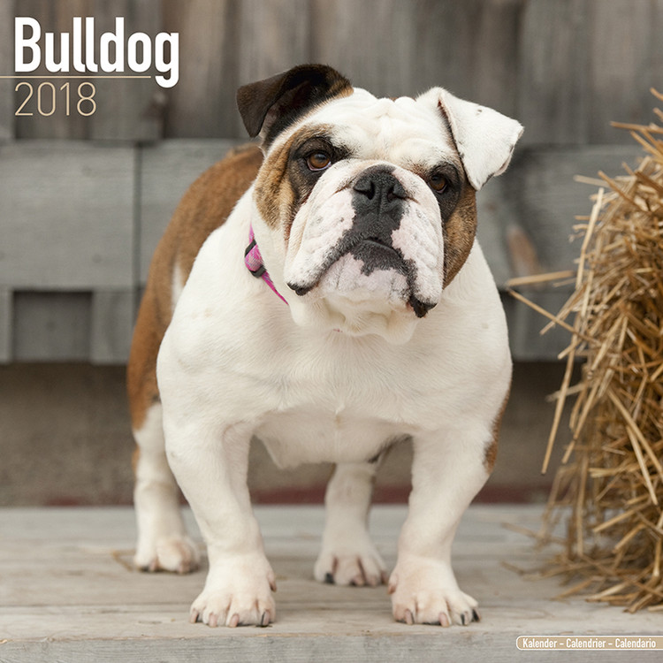 Ημερολόγιο 2027 Bulldog