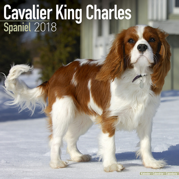 Kalenteri 2027 Cavalier King Charles