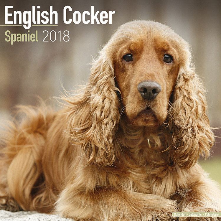 Kalenteri 2027 English Cocker Spaniel