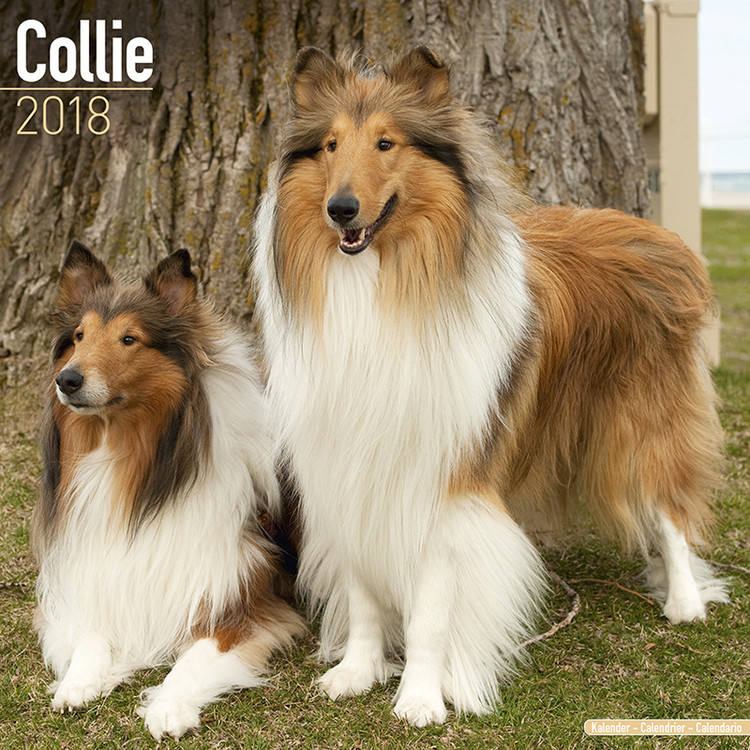 Kalenteri 2027 Collie