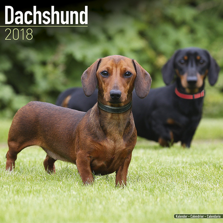 Kalenteri 2027 Dachshund