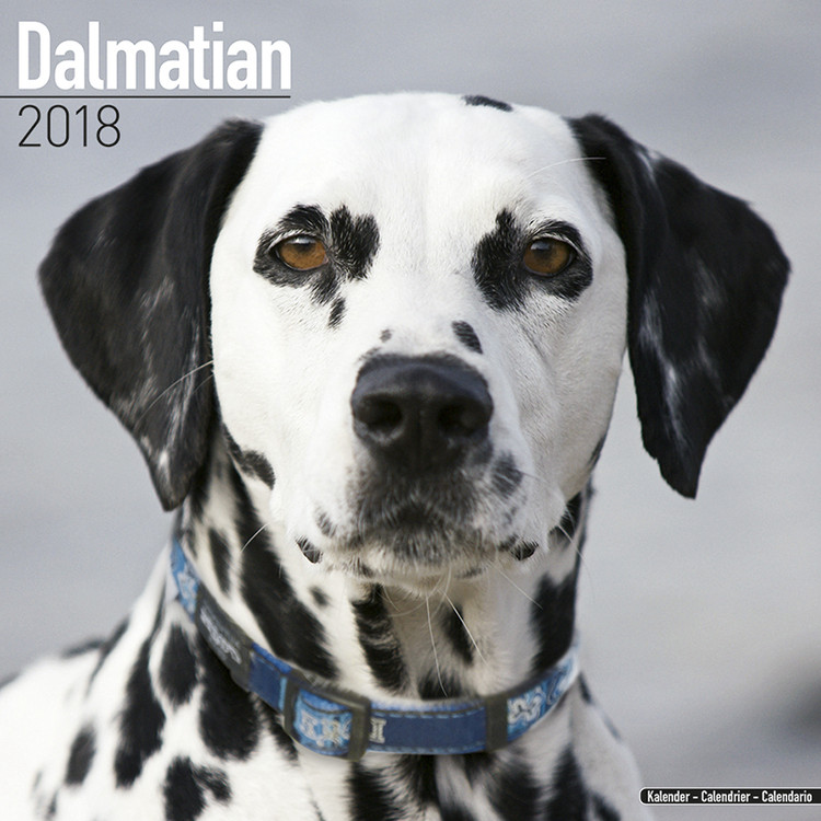 Ημερολόγιο 2027 Dalmatian