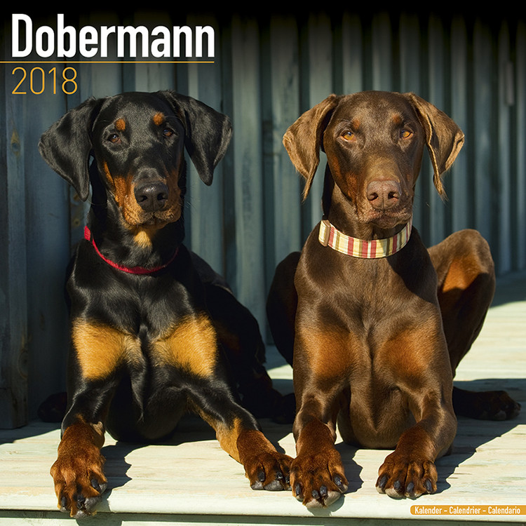 Calendário 2027 Dobermann