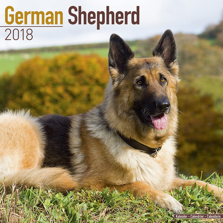 Kalenteri 2027 German Shepherd