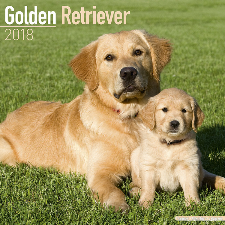 Calendar 2027 Golden Retriever