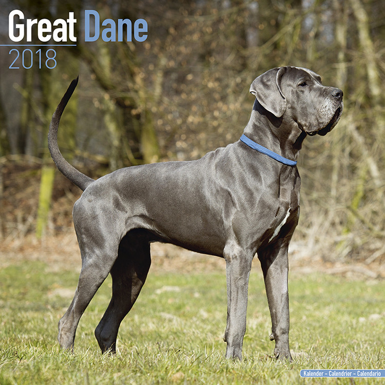 Kalenteri 2027 Great Dane
