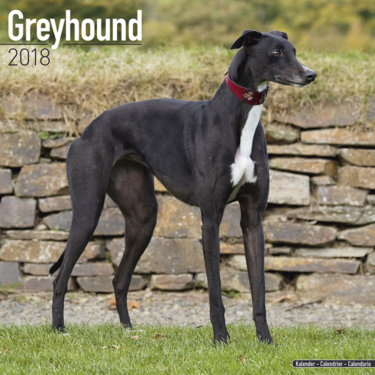 Календар 2027 Greyhound