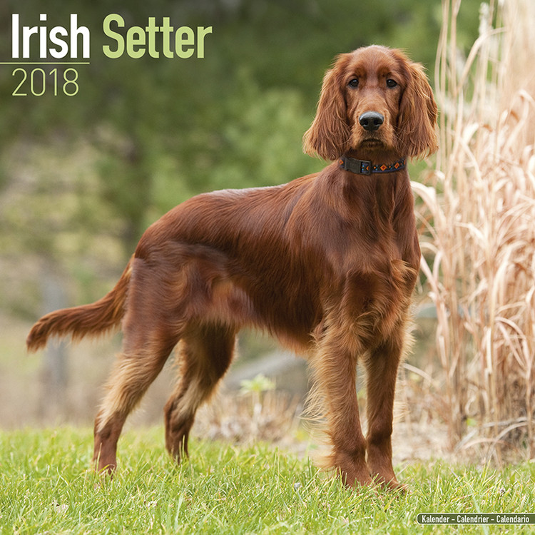 Kalenteri 2027 Irish Setter