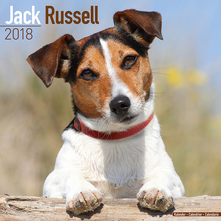 Calendar 2018 Jack Russell